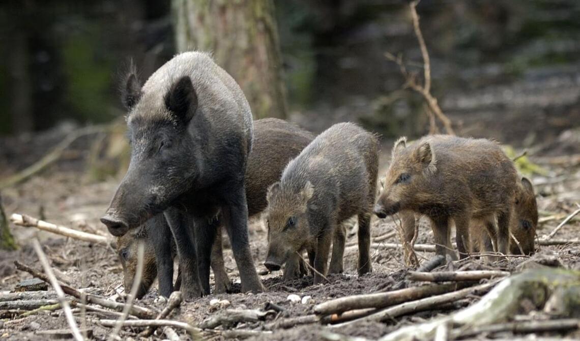 Chalet 'T Veluws Stulpje "Geniet, Ontspan En Droom Even Lekker Weg!" Putten Kültér fotó